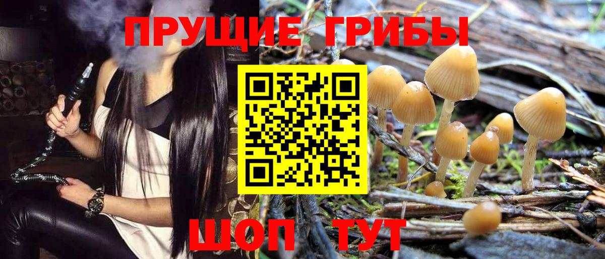 Чита  Галлюциногенные грибы Psilocybe  Вход с VPN 